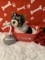 Lily, a female Yorkshire Terrier for sale in Rainsville, AL – Photo 7 of 7