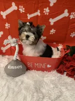 Lily, a female Yorkshire Terrier for sale in Rainsville, AL – Photo 1 of 7