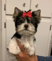 Stella, a female Yorkshire Terrier for sale in Rainsville, AL – Photo 2 of 6