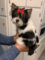 Stella, a female Yorkshire Terrier for sale in Rainsville, AL – Photo 6 of 6