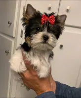 Stella, a female Yorkshire Terrier for sale in Rainsville, AL – Photo 3 of 6