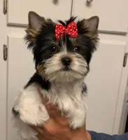 Stella, a female Yorkshire Terrier for sale in Rainsville, AL – Photo 4 of 6