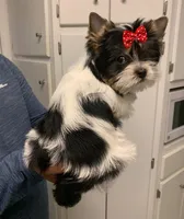 Stella, a female Yorkshire Terrier for sale in Rainsville, AL – Photo 5 of 6