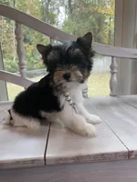 Macy, a female Yorkshire Terrier for sale in Rainsville, AL – Photo 4 of 6