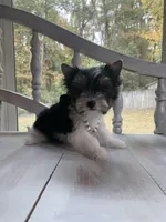 Macy, a female Yorkshire Terrier for sale in Rainsville, AL – Photo 2 of 6