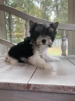 Macy, a female Yorkshire Terrier for sale in Rainsville, AL – Photo 3 of 6