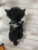 Macy, a female Yorkshire Terrier for sale in Rainsville, AL – Photo 6 of 6