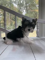 Macy, a female Yorkshire Terrier for sale in Rainsville, AL – Photo 1 of 6