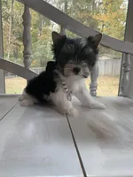 Macy, a female Yorkshire Terrier for sale in Rainsville, AL – Photo 5 of 6