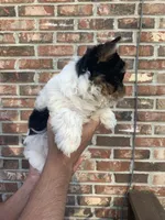 Maximus, a male Yorkshire Terrier for sale in Rainsville, AL – Photo 5 of 7