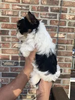 Maximus, a male Yorkshire Terrier for sale in Rainsville, AL – Photo 6 of 7