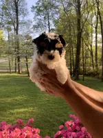 Dale, a male Yorkshire Terrier for sale in Rainsville, AL – Photo 6 of 6