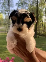 Dale, a male Yorkshire Terrier for sale in Rainsville, AL – Photo 5 of 6