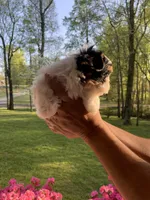 Dale, a male Yorkshire Terrier for sale in Rainsville, AL – Photo 4 of 6