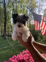 Wayne, a male Yorkshire Terrier for sale in Rainsville, AL – Photo 1 of 2