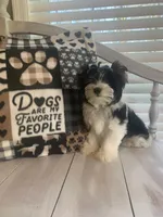 Alex, a male Yorkshire Terrier for sale in Rainsville, AL – Photo 4 of 9