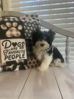 Alex, a male Yorkshire Terrier for sale in Rainsville, AL – Photo 1 of 9