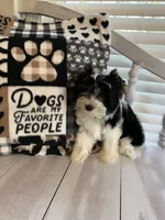 Alex, a male Yorkshire Terrier for sale in Rainsville, AL – Photo 6 of 9