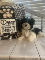 Alex, a male Yorkshire Terrier for sale in Rainsville, AL – Photo 7 of 9