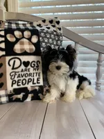 Alex, a male Yorkshire Terrier for sale in Rainsville, AL – Photo 2 of 9