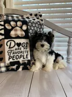 Alex, a male Yorkshire Terrier for sale in Rainsville, AL – Photo 5 of 9