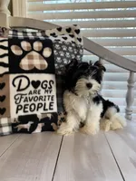 Alex, a male Yorkshire Terrier for sale in Rainsville, AL – Photo 9 of 9