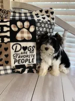 Alex, a male Yorkshire Terrier for sale in Rainsville, AL – Photo 3 of 9