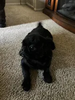 No name yet, a male Pug for sale in Sacramento, CA – 6 of 6