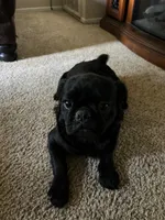 No name yet, a male Pug for sale in Sacramento, CA – 5 of 6