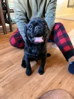 No name yet, a male Pug for sale in Sacramento, CA – Photo 2 of 3