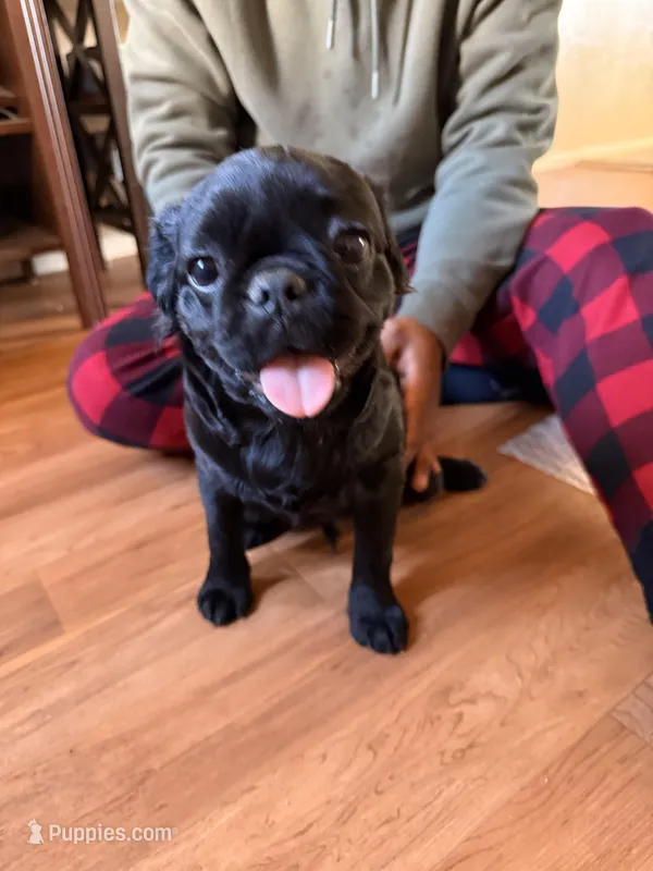 No name yet – Pug puppy for sale in Sacramento, CA