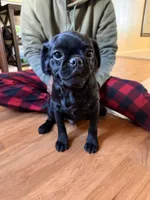 No name yet, a male Pug for sale in Sacramento, CA – Photo 2 of 2