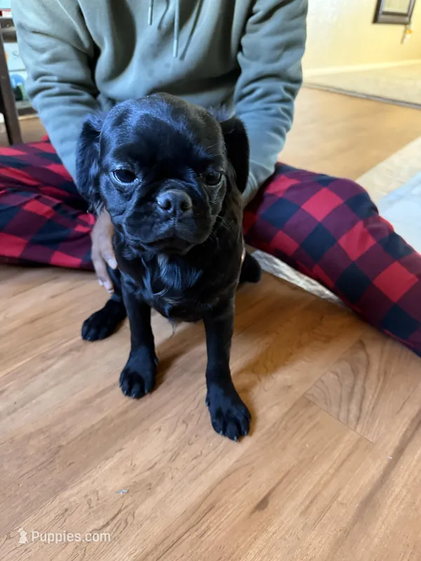 No name yet – Pug puppy for sale in Sacramento, CA