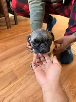 No name yet, a female Pug for sale in Sacramento, CA – Photo 2 of 3