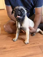 No name yet, a female Pug for sale in Sacramento, CA – Photo 3 of 3