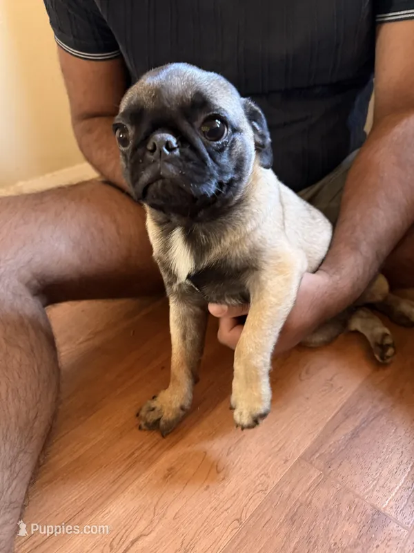 No name yet – Pug puppy for sale in Sacramento, CA