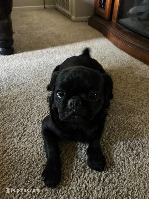 No name yet – Pug puppy for sale in Sacramento, CA