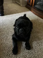 No name yet, a male Pug for sale in Sacramento, CA – 1 of 6