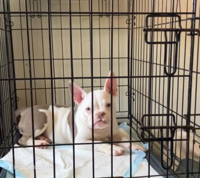 Chanel – American Bully puppy for sale in Indian Head, MD