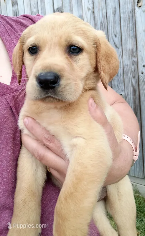 Yellow 2 – Labrador Retriever puppy for sale in Regina, VA