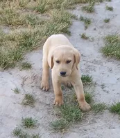 Yellow 2, a male Labrador Retriever for sale in Lancaster, VA – 1 of 1