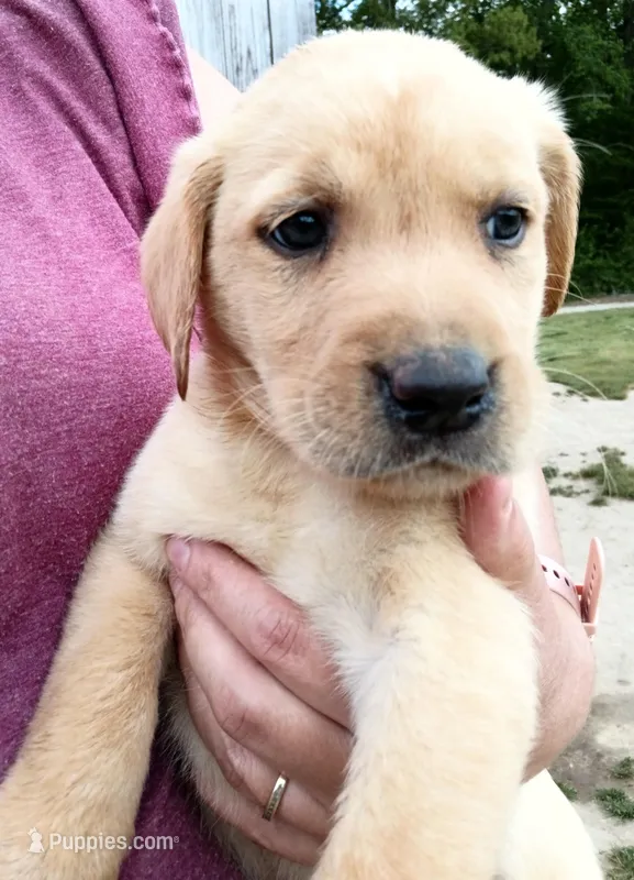 Yellow 4 – Labrador Retriever puppy for sale in Regina, VA