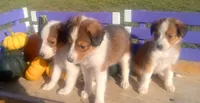 Purebred shelties expected soon , a  Shetland Sheepdog for sale in Lancaster, VA – 2 of 2