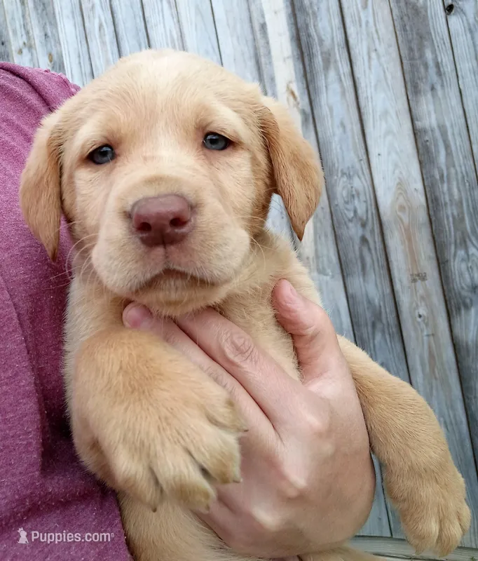 Yellow 3 – Labrador Retriever puppy for sale in Regina, VA