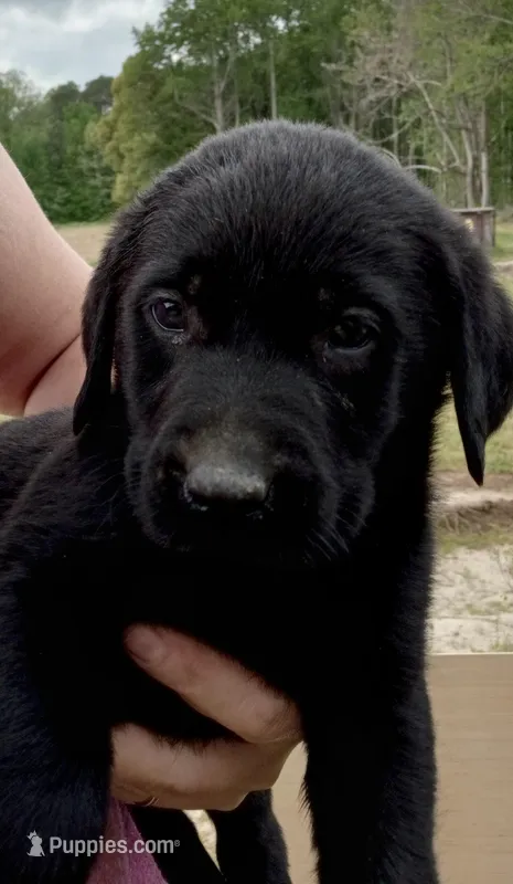 Black – Labrador Retriever puppy for sale in Regina, VA