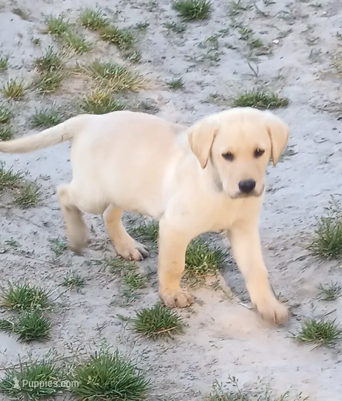 Yellow 1 – Labrador Retriever puppy for sale in Lancaster, VA