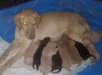 Yellow 1, a male Labrador Retriever for sale in Regina, VA – Photo 3 of 3