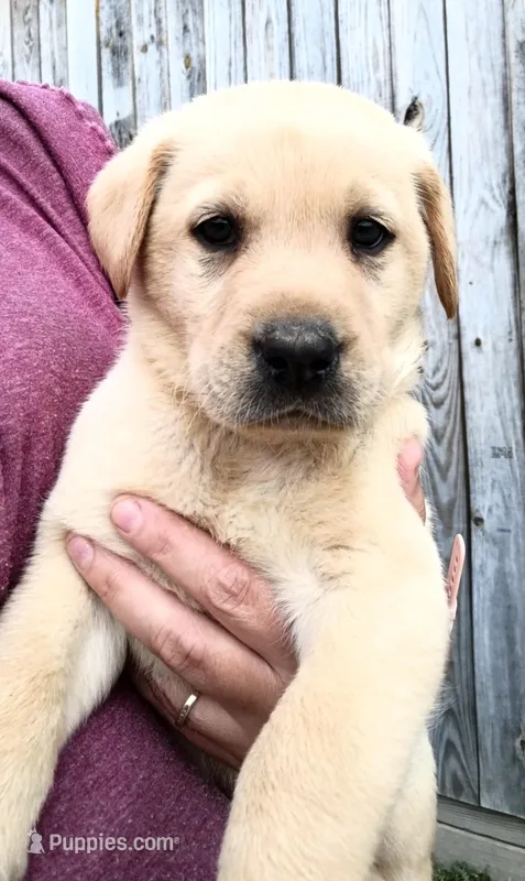 Yellow 1 – Labrador Retriever puppy for sale in Regina, VA