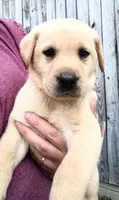 Yellow 1, a male Labrador Retriever for sale in Regina, VA – Photo 1 of 3