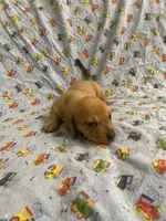 Girl 2 dapple , a female Miniature Dachshund for sale in Phoenix, AZ – 4 of 4